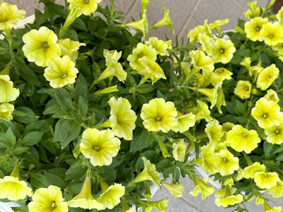 花のフォトコンテスト 入賞作品