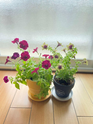 花のフォトコンテスト 入賞作品