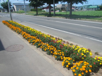 花壇コンクール　街路花壇の部